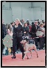  - Jessie James des Fantomes Gris de la Sélune Meilleur puppy Metz 2014