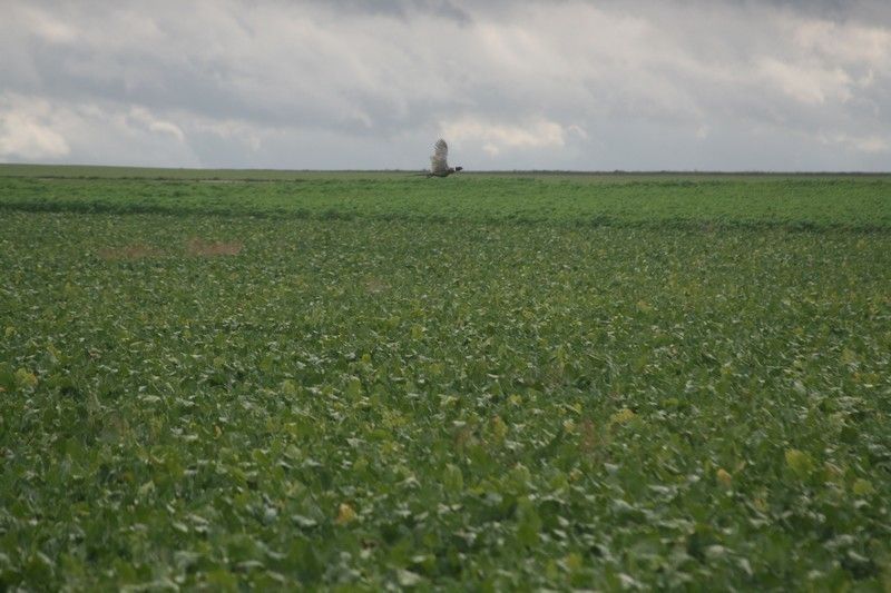 du domaine des Tommyknockers - Résultats de Field trial