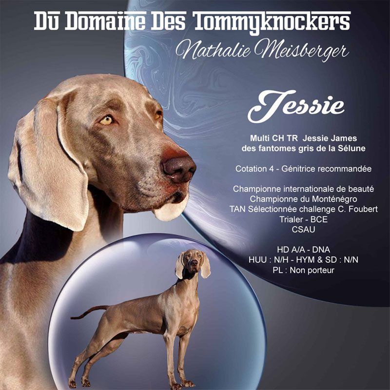 TR. CH. Trialer jessie james Des Fantômes Gris De La Sélune