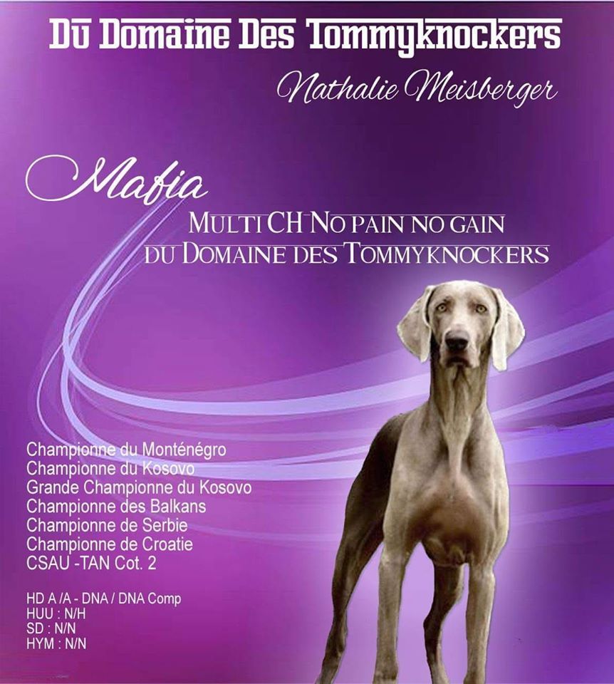CH. No pain no gain  mafia du domaine des Tommyknockers