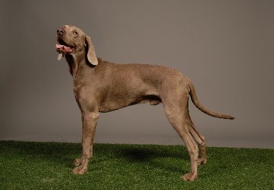 du domaine des Tommyknockers - Exposition canine internationale de strasbourg cacs/cacib 2009