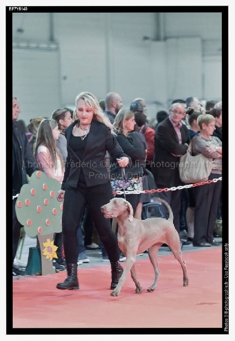 du domaine des Tommyknockers - Jessie James des Fantomes Gris de la Sélune Meilleur puppy Metz 2014