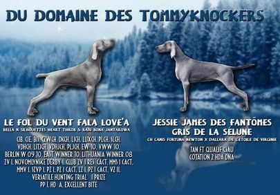 du domaine des Tommyknockers - Braque de Weimar - Portée née le 08/03/2016